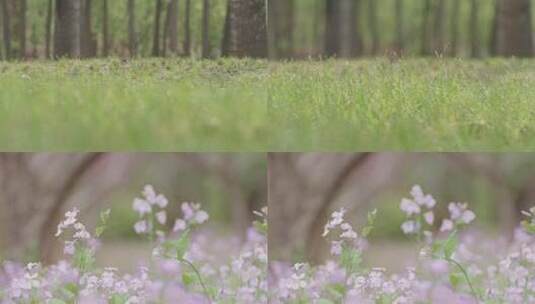 春天树林青草紫色小花实拍素材高清在线视频素材下载