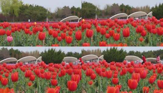春天公园里盛开的郁金香花海慢镜头高清在线视频素材下载