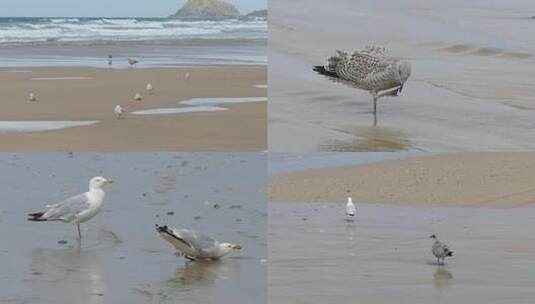 海鸟 沙滩 海边 海浪 海水 大海高清在线视频素材下载