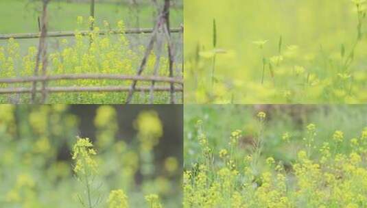 春日田野的油菜花【1080P】高清在线视频素材下载