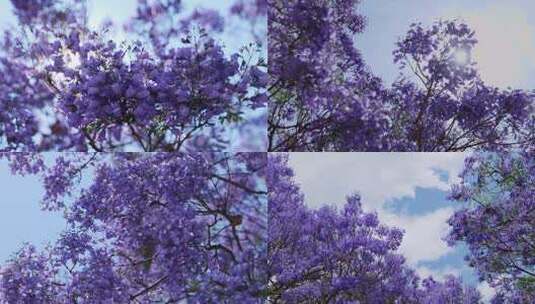 昆明盛开的紫色蓝花楹04k50p高清在线视频素材下载