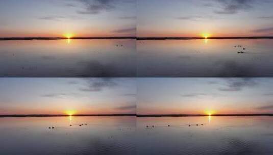 航拍草原湿地湖泊日出水中游泳的水鸟野鸭子高清在线视频素材下载
