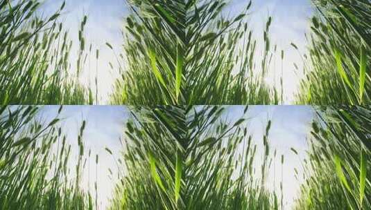 慢动作仰拍阳光透过绿油油的小麦麦穗高清在线视频素材下载