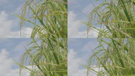 绿色水稻麦穗特写高清在线视频素材下载