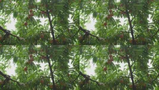 北京树上的平谷大桃仰拍航拍高清在线视频素材下载