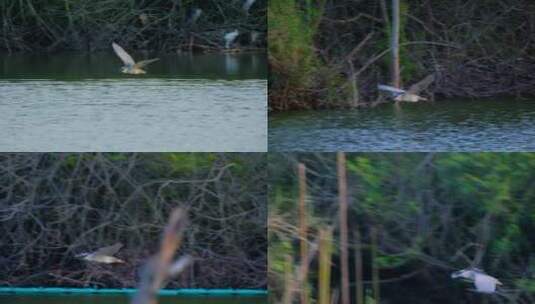 野生鸟类水鸟 草丛 夜鹭 池鹭高清在线视频素材下载