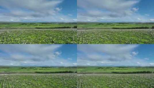 航拍种植中草药的农田高清在线视频素材下载