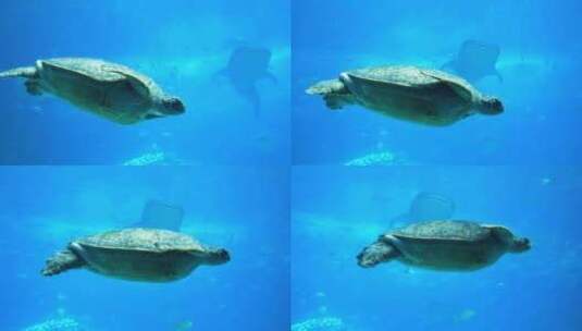 海洋馆海龟高清在线视频素材下载