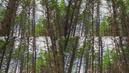 森林树木松林高清在线视频素材下载