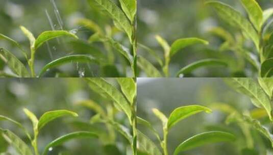 茶叶 春天 嫩叶 茶树 26高清在线视频素材下载