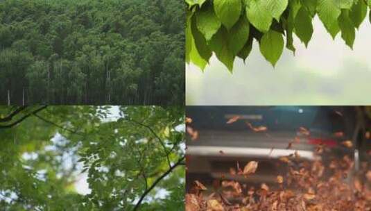 【合集】树叶树木高清在线视频素材下载