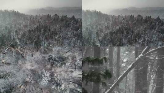 下雪天冬季森林高清在线视频素材下载