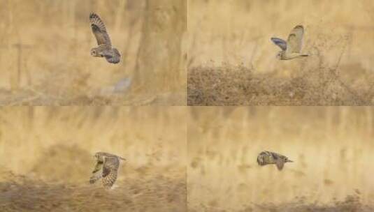 在灌木丛中猎食飞翔的短耳鸮高清在线视频素材下载