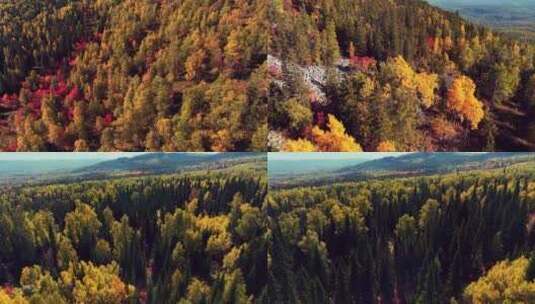 FPV航拍秋季森林香山红叶原始森林高清在线视频素材下载