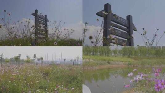 银川黄河湿地公园高清在线视频素材下载