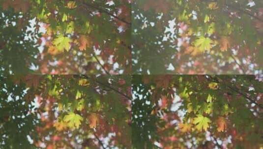 秋天发黄的树叶蓝天无云高清在线视频素材下载