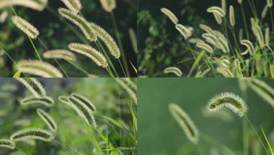 狗尾巴草 野草高清在线视频素材下载