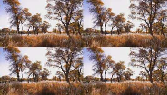 秋天新疆的金色胡杨林，胡杨树和风中的芦苇高清在线视频素材下载