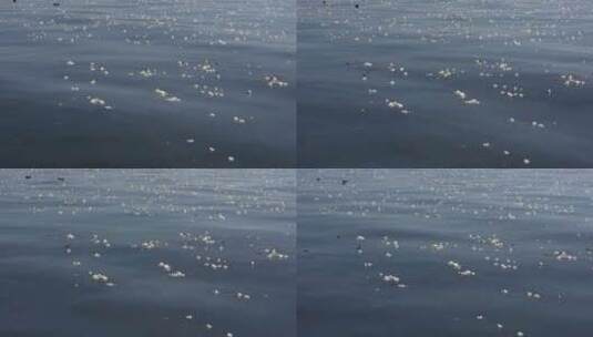 【精品】大理海菜花湖泊洱海倒影野鸭子高清在线视频素材下载