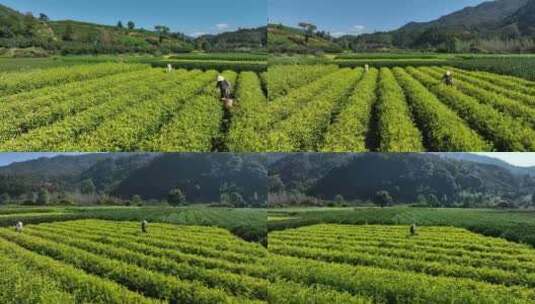 茶叶茶园武夷山茶庄大自然茶园高清在线视频素材下载