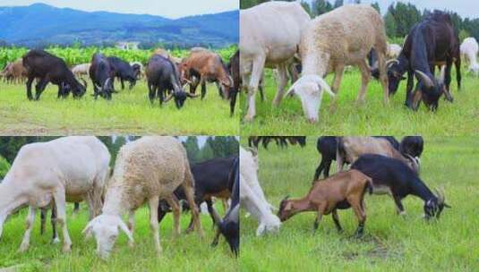 牧场里草地上吃草的羊群乡村农庄特写高清在线视频素材下载