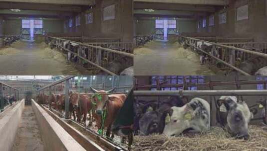 牛养殖场高清在线视频素材下载