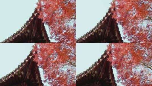 秋天江南古风建筑旁色彩鲜艳的枫叶红叶高清在线视频素材下载