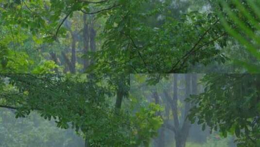 森林雨景树林下雨暴雨高清在线视频素材下载