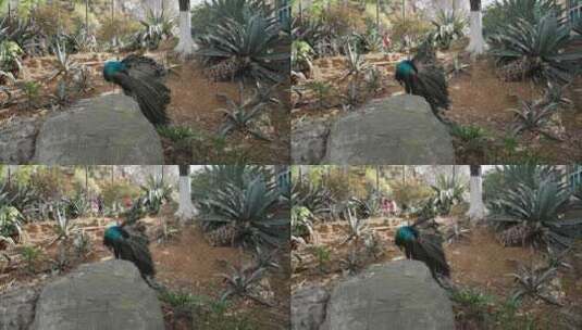 孔雀圆通山动物园昆明高清在线视频素材下载