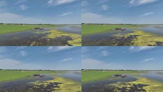 呼伦贝尔草原湿地马群963高清在线视频素材下载