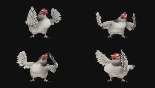 小鸡跳舞循环包高清在线视频素材下载