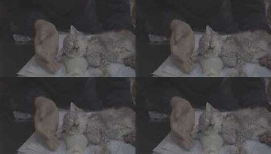 宠物医院里的猫咪幼崽高清在线视频素材下载