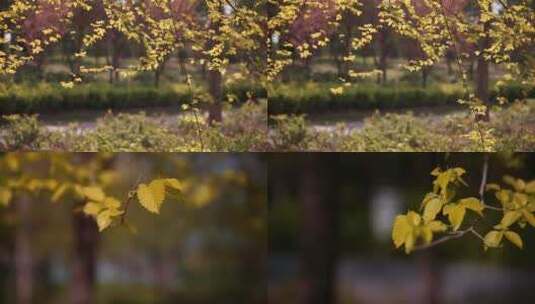 金色的阳光树影婆娑树林空镜高清在线视频素材下载