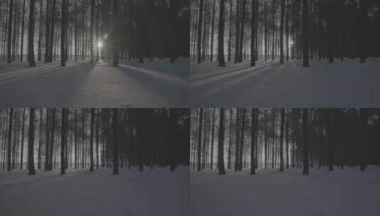 固定镜头-树林光影变化高清在线视频素材下载