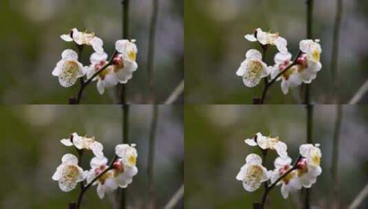 春天雨雪中的梅花花朵特写高清在线视频素材下载