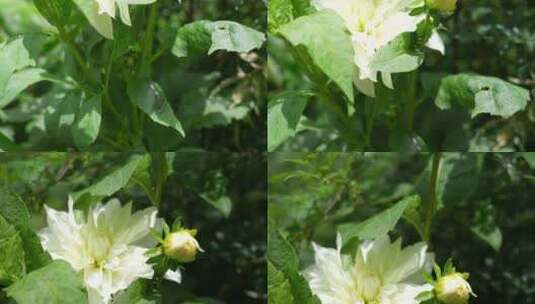 洋菊大丽花藏彩菊高清在线视频素材下载