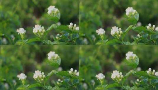 唯美茉莉花与茉莉花种植园高清在线视频素材下载