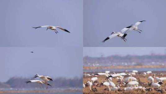 飞翔的白鹤、鄱阳湖候鸟视频高清在线视频素材下载