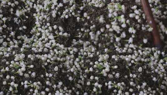 升格慢动作微距特写茉莉花与茉莉花茶制作高清在线视频素材下载