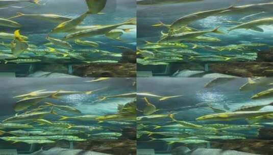 青岛海底世界水族馆海洋鱼类4k高清在线视频素材下载