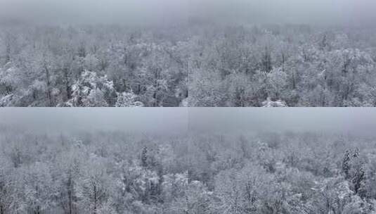 东北冬天暴雪大雪中的林海雪原高清在线视频素材下载