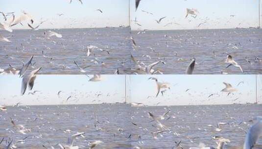 海边 飞禽 鸟类 海鸥 大海  群居鸟类高清在线视频素材下载