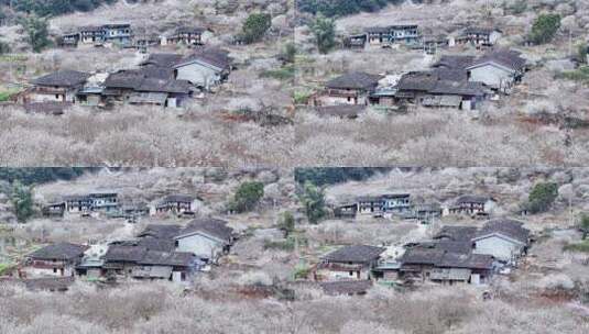 福州永泰青梅花航拍（葛岭万石村）3高清在线视频素材下载