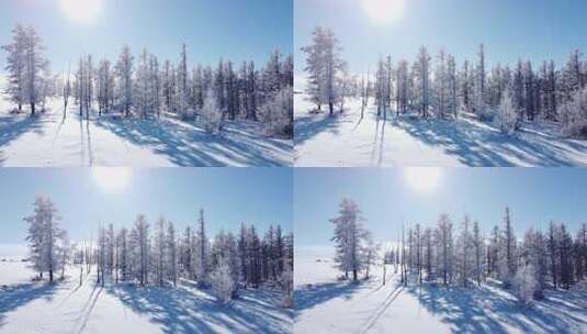 阳光照耀下的雪林风景高清在线视频素材下载