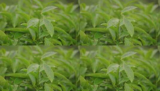 雨中嫩绿茶叶特写高清在线视频素材下载