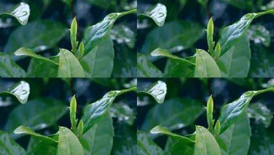 雨中鲜嫩茶叶特写高清在线视频素材下载