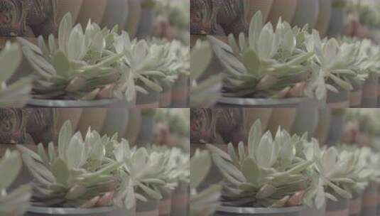 盆栽多肉园高清在线视频素材下载
