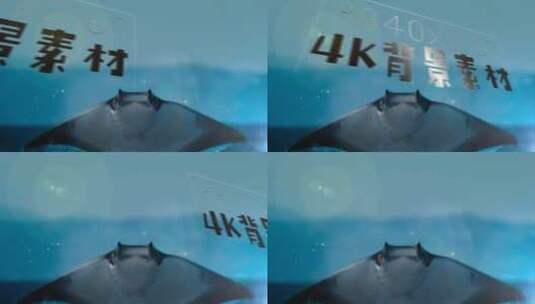 4K静帧背景 魔鬼鱼 蝠鲼 纹理 大图高清AE视频素材下载