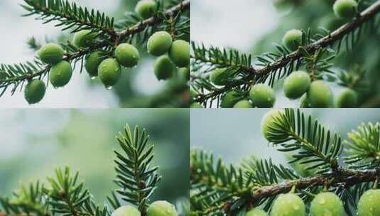带水珠的绿色植物特写高清在线视频素材下载