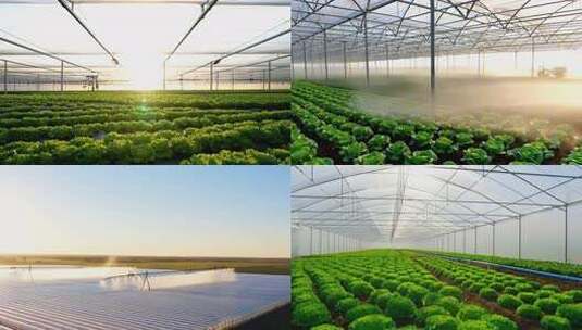 温室大棚内蔬菜种植场景高清在线视频素材下载